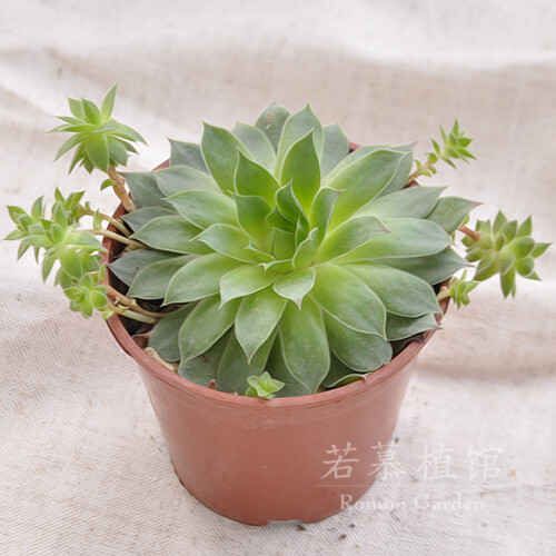 |▍若慕|▍观音莲大株cm多肉植物实物比照片大满