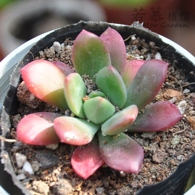 |▍若慕|▍胭脂莲cm多肉植物满