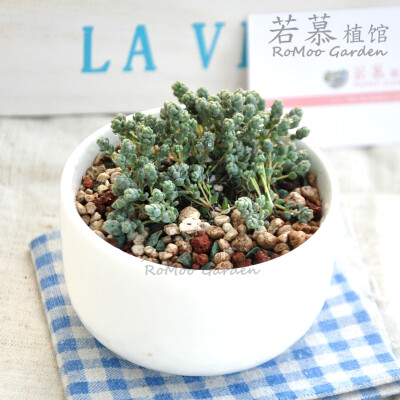 |▍若慕|▍姬星美人一小丛带盆发图片是两份多肉植物满