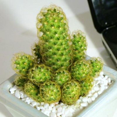 |▍若慕|▍金手指/黄金司仙人掌新店开业全场满