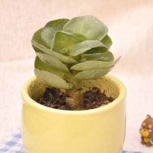|▍若慕|▍金钱木小株单株多肉植物满