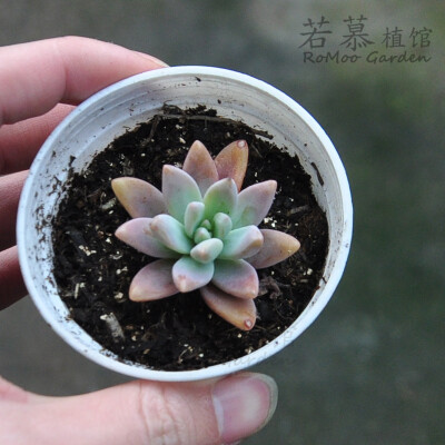 |▍若慕|▍秋丽cm多肉植物满