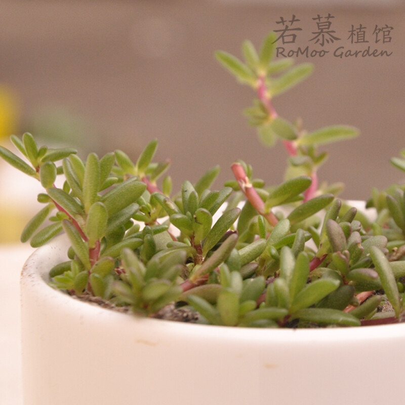 |▍若慕|▍米粒花/紫米粒/小松叶牡丹多肉植物满