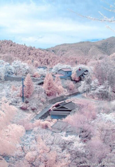 長野県松本市2013年4月11日木曜日，春に咲く雪/盛开在春天的雪。美到呼吸不能....