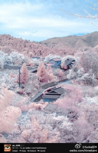 如今正是樱花盛开的时候，而现在日本長野県松本市还有积雪，就出现了樱花与雪交织的美景~