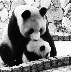 原来熊猫是这样抱小孩的