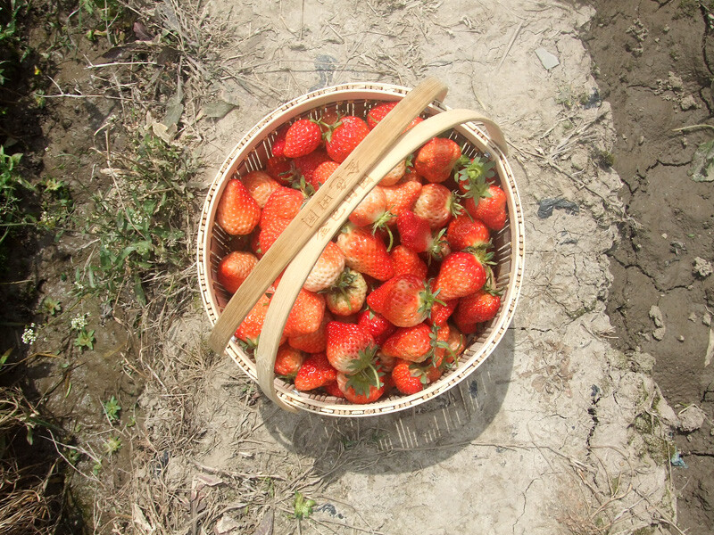 草莓草莓