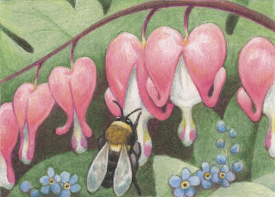 Bee And Bleeding Heart Drawing