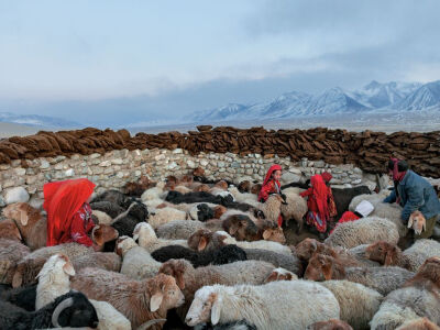 In this high, barren valley called Little Pamir, survival depends on livestock. Red-robed Kyrgyz girls corral sheep for milking, while dung dries atop the walls for use as fuel. The sheep, along with …