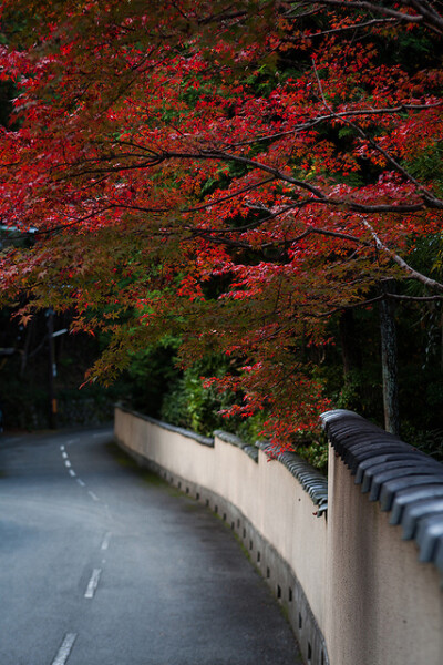 日本,摄影,旅行,日系,和风,城市,建筑,自然,风景,视觉,色彩,恋物,植物,树,街道