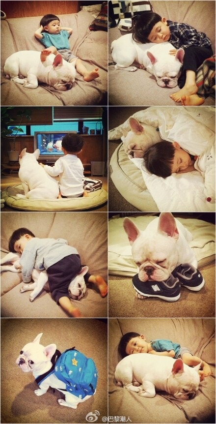 [平铺]陪你一起长大的狗狗