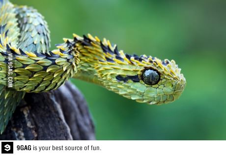 I've got some competition for your "coolest snake"