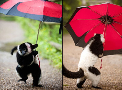 达利动物园，一只厚脸皮的黑白环羽狐猴抢了游客的伞前往自己的家。动物园新闻发言人说，狐猴扛着伞四处转悠了会儿，一阵风刮过来，伞差点儿把他带翻了，它只得扔了。