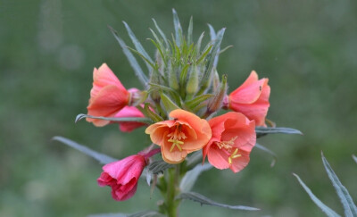 Oenothera versicolor。变色月见草