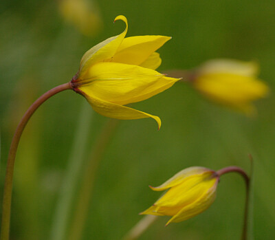 Tulipa sylvestris 。野郁金香。