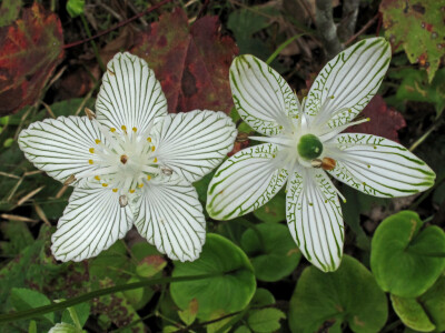 Parnassia grandifolia。帕那色斯草。