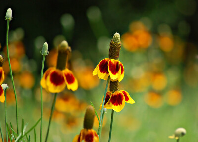 Ratibida columnifera。草原松果菊