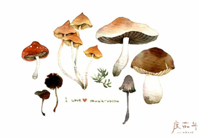 春雨一来，你们也跟着冒出来了~~蘑菇蘑菇蘑菇～(￣▽￣～)(～￣▽￣)～