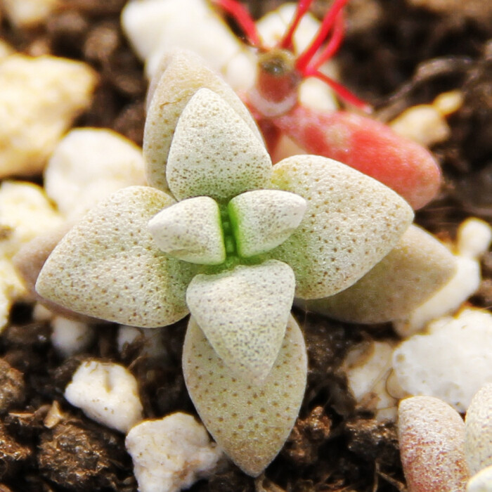 白鹭crassula Deltoidea 景天科青锁龙属 白鹭叶片对生 叶片长的象长三角型 叶片表面密密排列白色小颗粒看起来象白色的粉 有不规则的凹点 就象人工用尖的东西在叶片上扎出来的一个一个小孔 白鹭花开纯白色 五角星型的花瓣