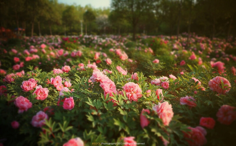 花開(kāi)花落二十日，一城之人皆若狂！