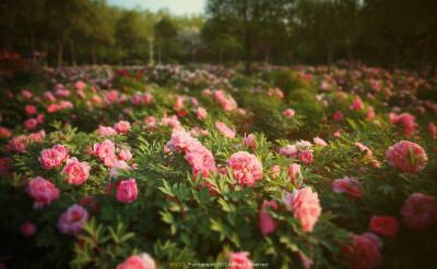 花開花落二十日，一城之人皆若狂！