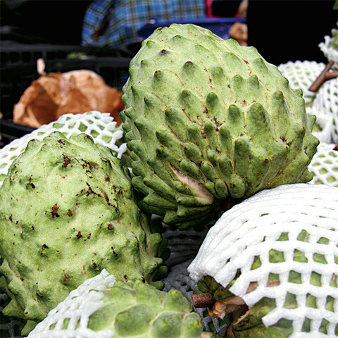 【释迦凤梨】释迦凤梨(Atemoya，Custard apple)一般也称凤梨释迦或蜜释迦，是番荔枝科(Annonaceae)之多年生果树。凤梨释 迦系1908年在美国佛罗里达州所育成之杂交种，其亲本为原产于南美秘鲁与厄瓜多尔等安列斯山之冷子番荔枝及原产于热带美洲、广泛分布于热带与亚热带地区之番荔枝。想探寻更多好味道的顶级食材？现在就下载《顶级食材精选》iPad应用https://itunes.apple.com/cn/app/ding-ji-shi-cai-jing-xuan/id626165165?mt=8