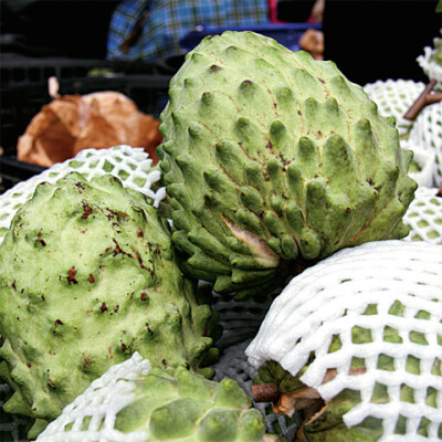 【释迦凤梨】释迦凤梨(Atemoya，Custard apple)一般也称凤梨释迦或蜜释迦，是番荔枝科(Annonaceae)之多年生果树。凤梨释 迦系1908年在美国佛罗里达州所育成之杂交种，其亲本为原产于南美秘鲁与厄瓜多尔等安列斯山之…