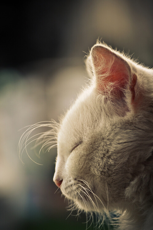 photogenicfelines: (Daria Marvel)