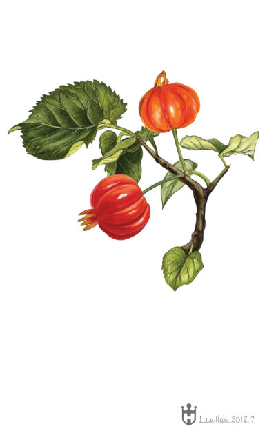 彩铅-苏里南樱桃