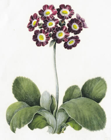 植物圖譜| Auricula Arundel Stripe