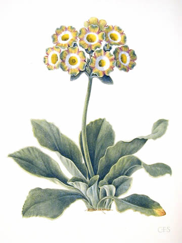 植物圖譜| Auricula Lord Saye en Sele