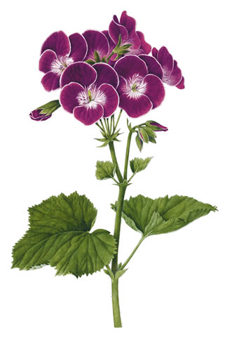 植物圖譜| Pelargonium Black Knigh