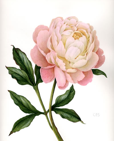 植物圖譜| Peony Sarah Bernhardt