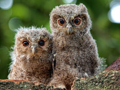 【《Owls》Photograph by Irawan Subingar, My Shot】These two owlets are known as Sunda scops (Otus lempiji). They had just hatched from their eggs a few weeks before this photo was taken.