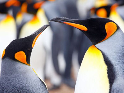 【《King Penguins》Photograph by Gavin Emmons, My Shot】These king penguins were part of a breeding colony photographed in the Falkland Islands, their spectacular coloration on full display. I liked t…