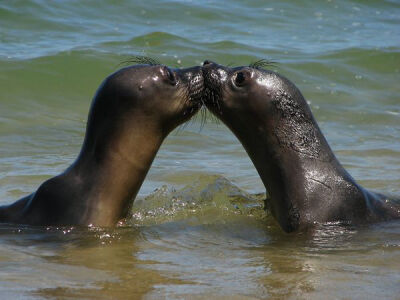 【《Elephant Seals》Photograph by Marie Destefanis, My Shot】in the Point Reyes National Seashore. These two Northern Elephant Seal pups were orphaned and abandoned by their mother.