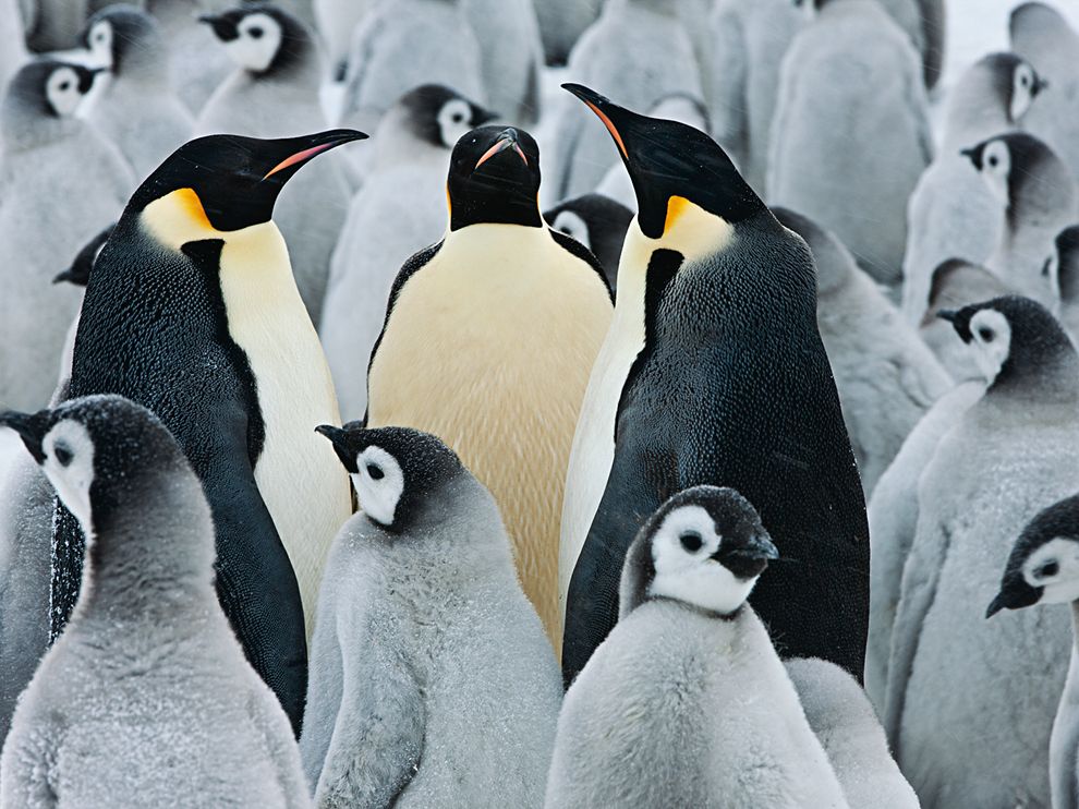 Emperor Penguin Colony, Antarctica Photograph by Paul Nicklen, National Geographic Life is safer at the colony, where predators are few and company is close.