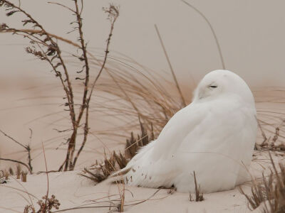 Snowy Owl, Long Island Photograph by David Dillhoff, Your Shot