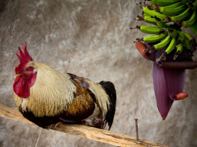 Rooster, Brazil Photograph by Gerson de Oliveira, Your Shot Rooster, Porto Alegre, Rio Grande do Sul, Brazil This is extremely pretty to me.