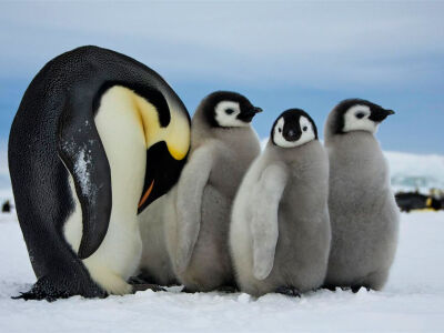 Emperor Penguins, Antarctica Photograph by Dafna Ben Nun, Your Shot