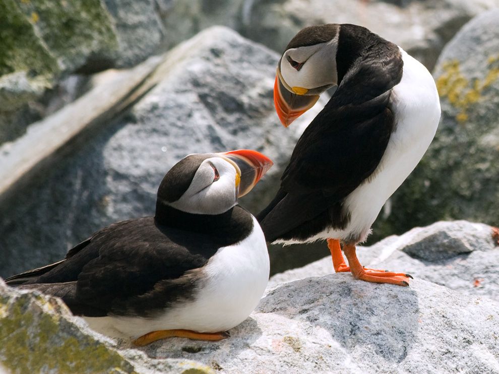 Puffins, Maine Photograph by Jon Reaves, Your Shot Puffins interact on Machias Seal Island off the coast of Maine. The island is a sanctuary for puffins and other endangered birds that breed on its rocky coast each summer. Puffins mate in the same pairs for life, yet disperse for the winter.