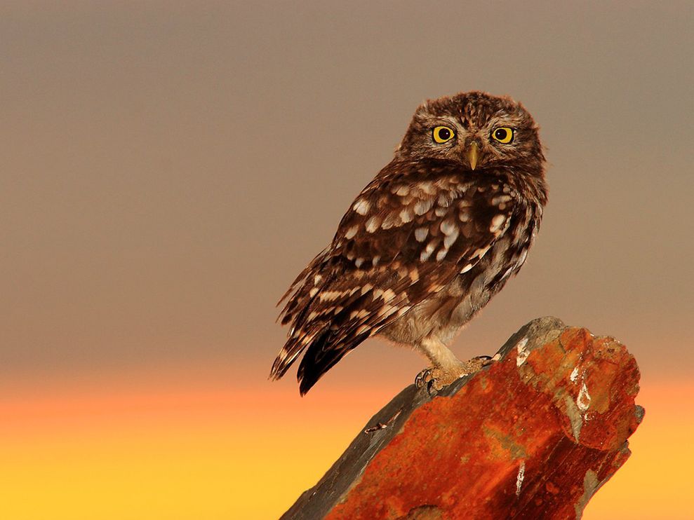 Little Owl, Spain Photograph by Andres Lopez, Your Shot