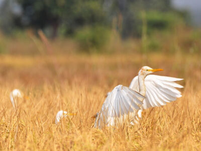 Cattle Egrets, India Photograph by Avinash Upadhyay, My Shot