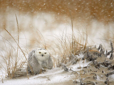 Snowy Owl Photograph by James Galletto, My Shot