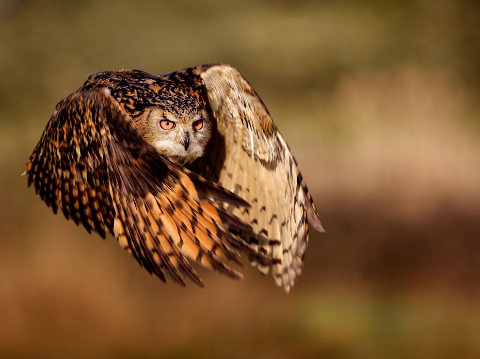 Eagle Owl Photograph by Mark Bridger