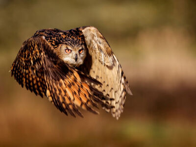 Eagle Owl Photograph by Mark Bridger