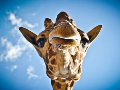 【《Giraffe, Mexico》 Photograph by Oscar Medina, My Shot】 This is Lupe, a beautiful giraffe at the Wameru Zoo in Queretaro, Mexico.