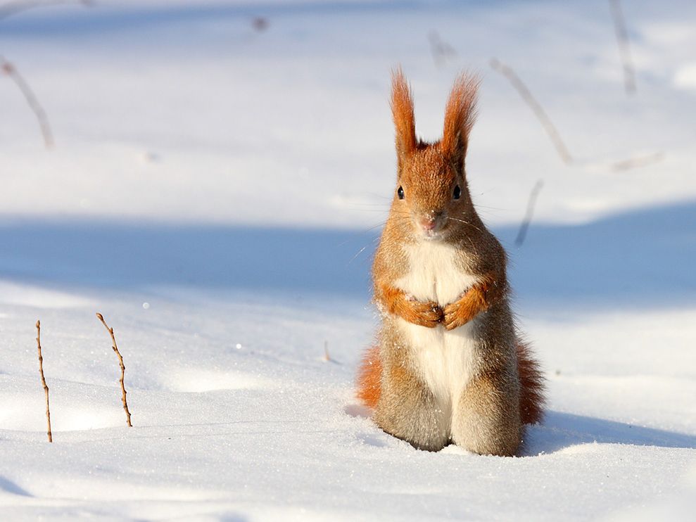 Red Squirrel, Poland Photograph by Dorota Walczak, My Shot