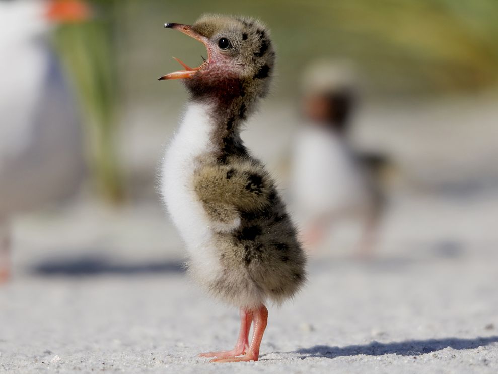 Common Tern Chick Photograph by Lisa Franceski, My Shot