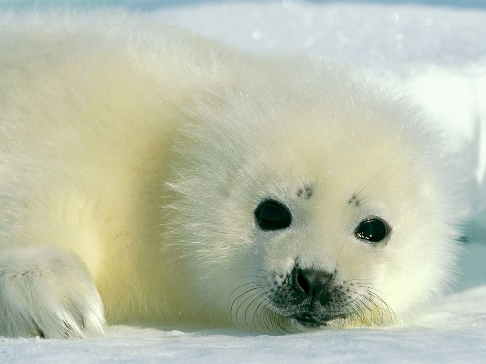 Baby Harp Seal Photograph by Norbert Rosing A baby harp seal rests on the Arctic ice. Its mother can distinguish it from hundreds of others by scent alone.